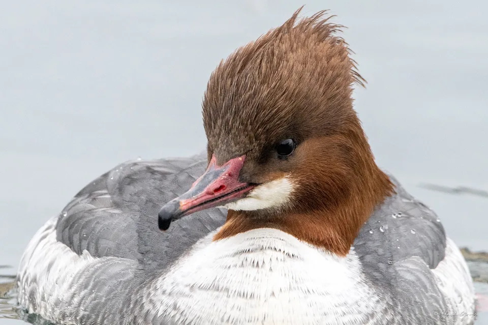 Harle bièvre ♀