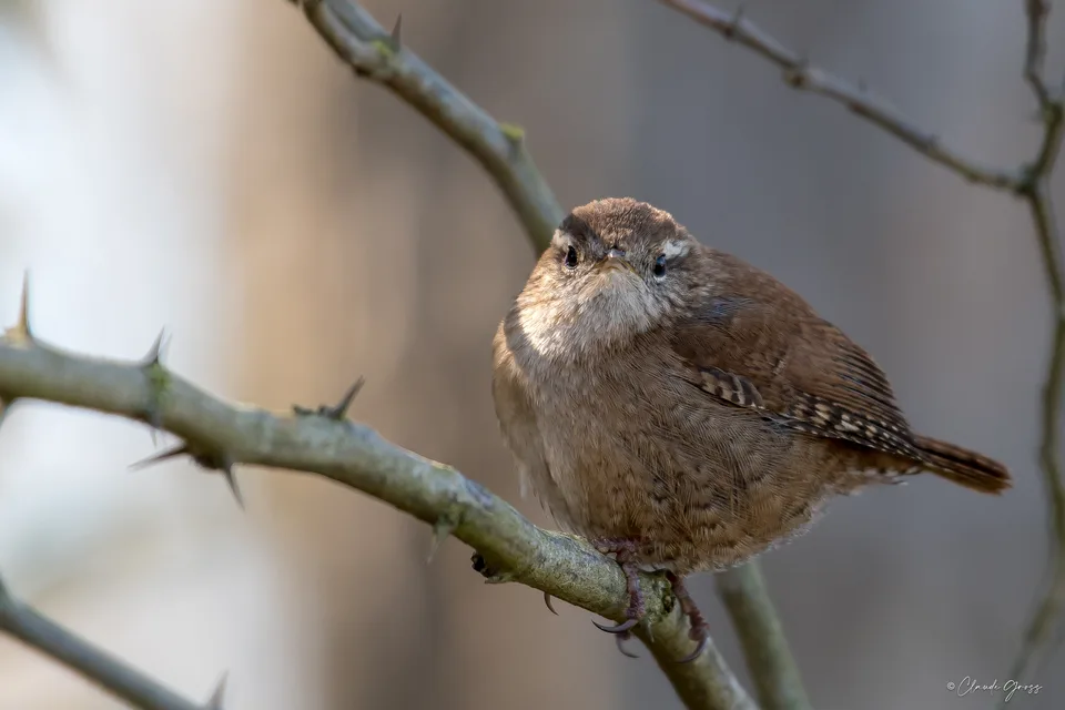 Troglodyte mignon