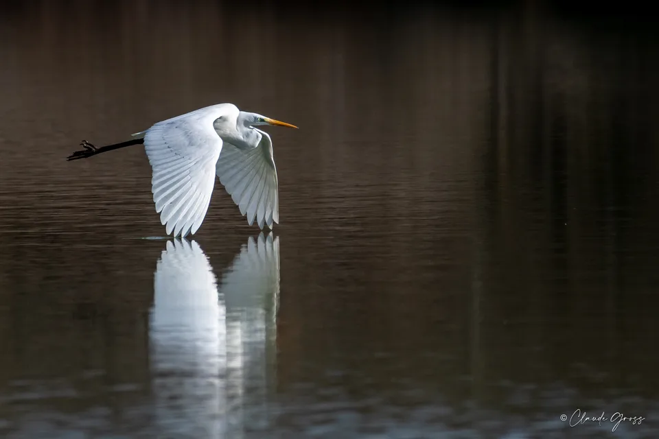 Grande Aigrette