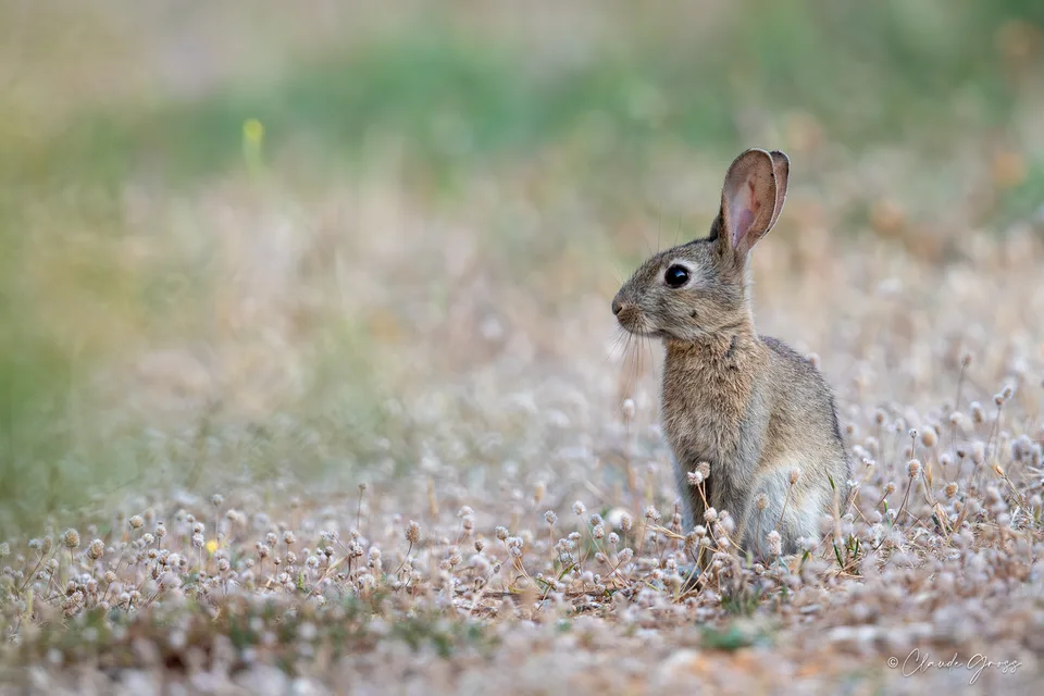 Lapin de garenne