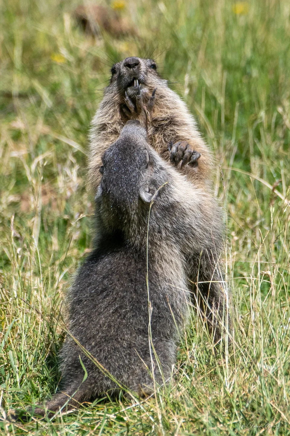 Marmotte, Eyne, Pyrénées-Orientales, France
