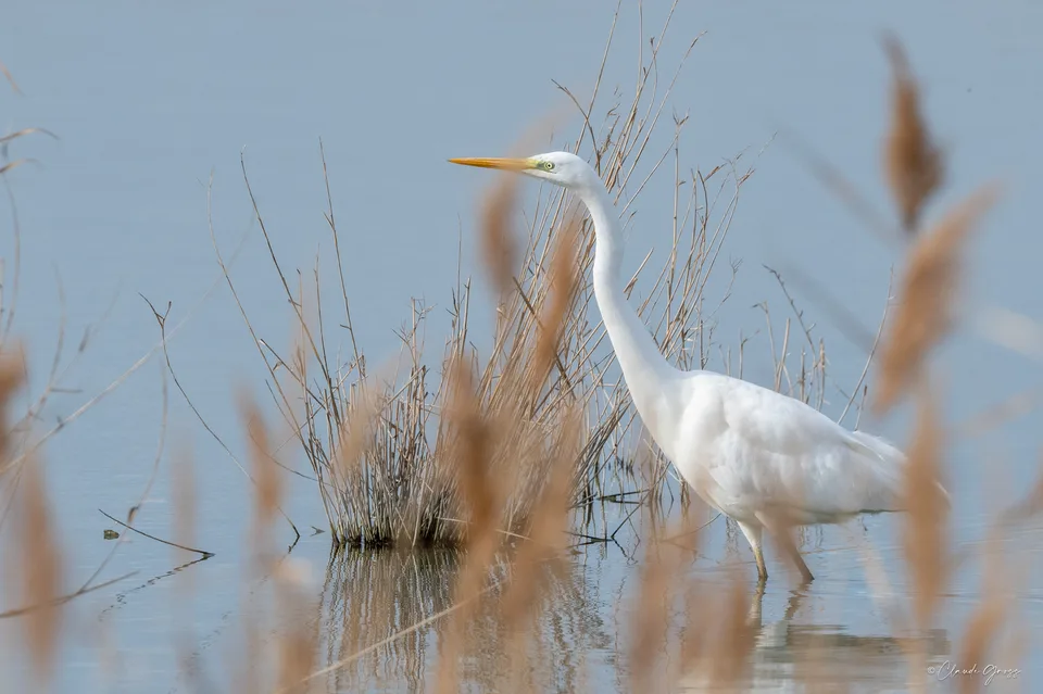Grande aigrette