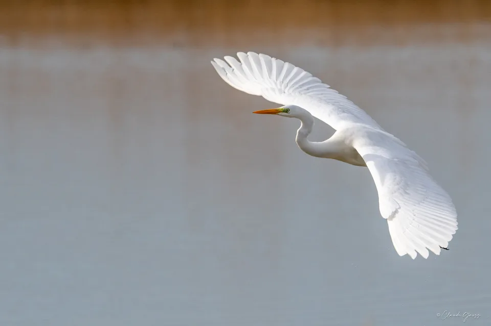 Grande aigrette