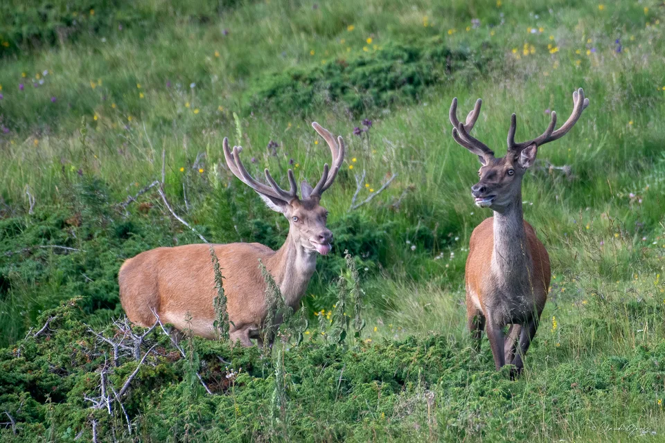 Cerf élaphe
