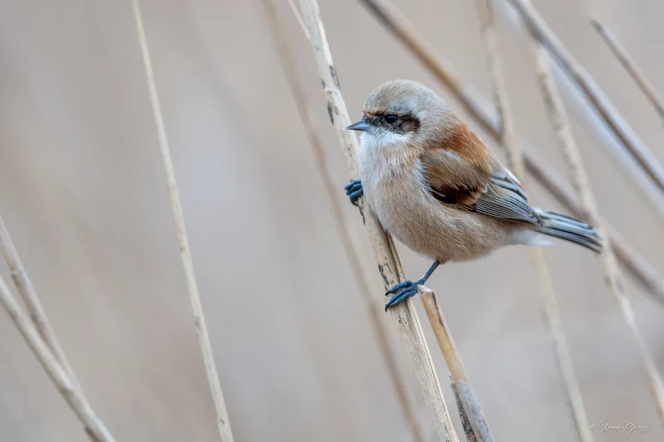 Rémiz penduline