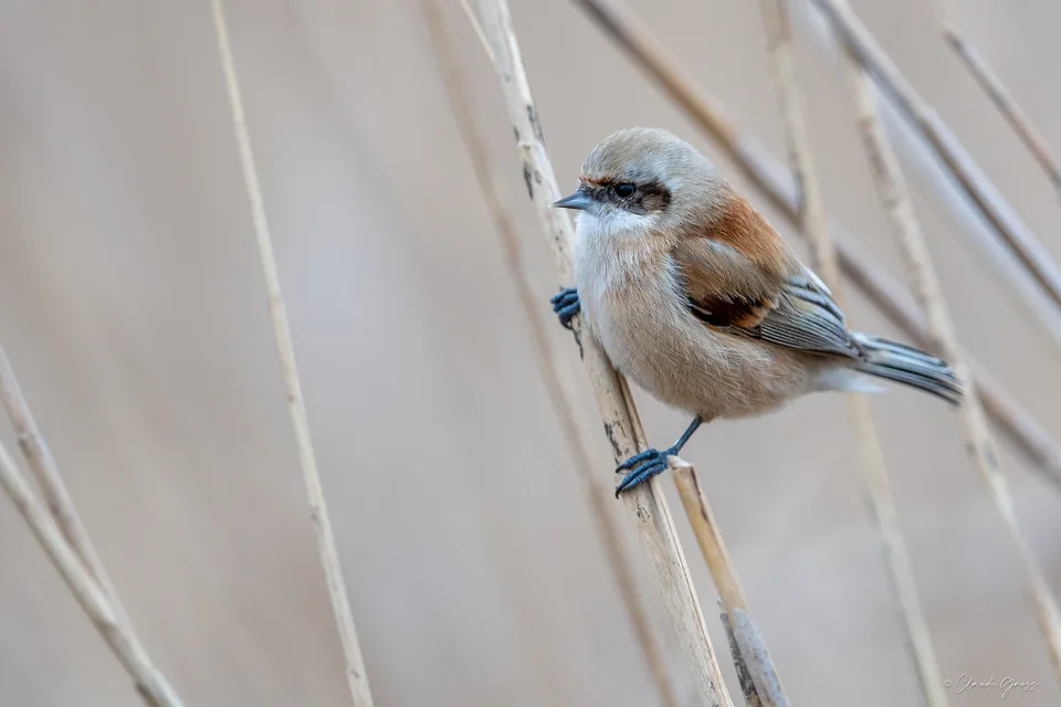 Rémiz penduline
