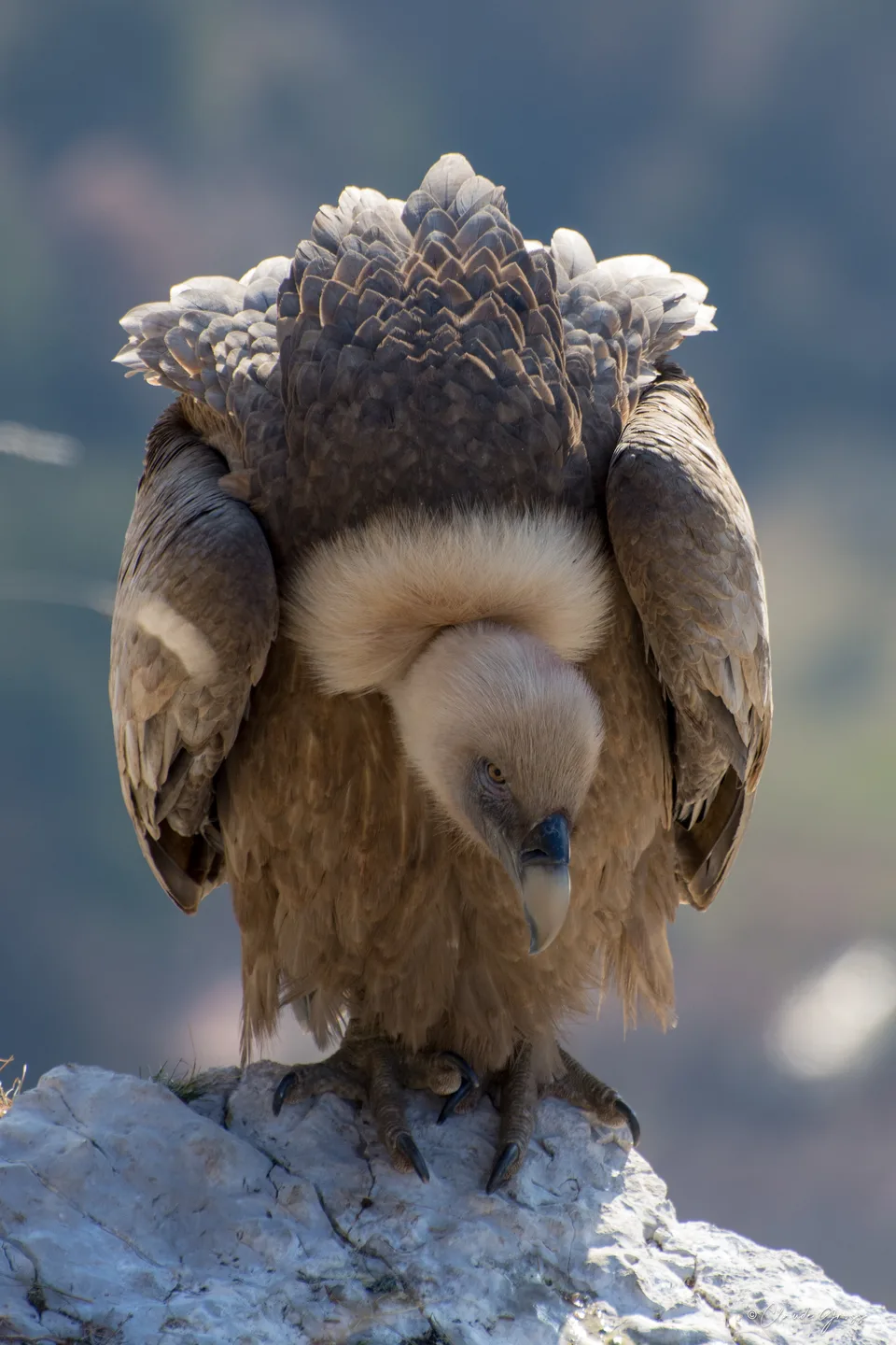 Vautour fauve