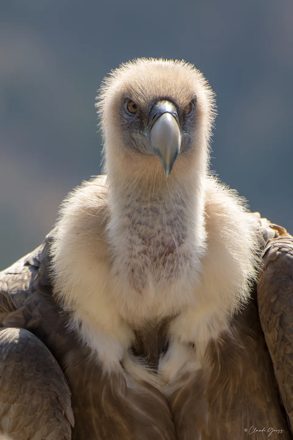 Vautour fauve