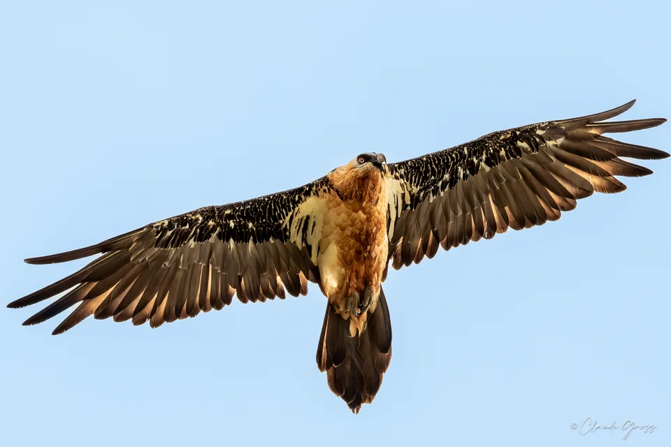 Gypaète barbu